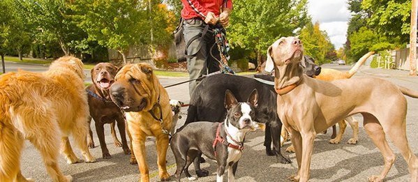 Image for Zen Pet Care Services with ID of: 1906844