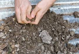 Image for Manure Guys with ID of: 1907109