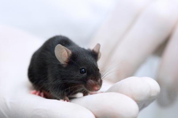 Image for Specific Pathogen Free (SPF) Animals Market: Global Industry Analysis, Size, Share, Growth, Trends, and Forecasts 2016–2024 with ID of: 1907761