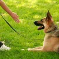 Image for Success Dog Training with ID of: 1908881