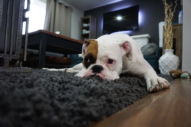 Image for Rockingham Carpet Cleaning with ID of: 1909407