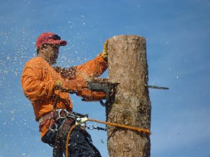 Image for Wichita Tree Service Pros with ID of: 1910889