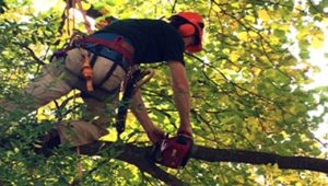 Image for Wichita Tree Service Pros with ID of: 1910901