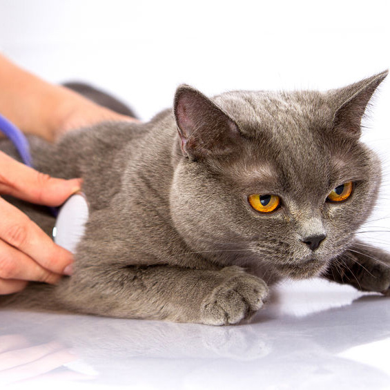Image for Wagmore Veterinary Care with ID of: 1916525
