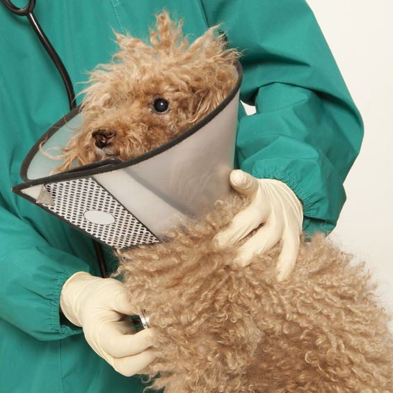 Image for Wagmore Veterinary Care with ID of: 1916526