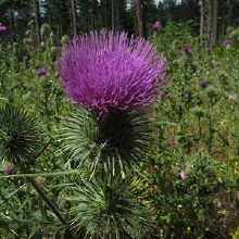 Image for Down to Earth Land Clearing Solutions, Inc with ID of: 1916705