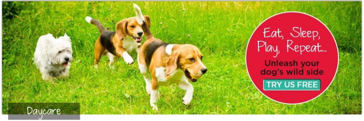 Image for Doggies Gone Wild with ID of: 1916731