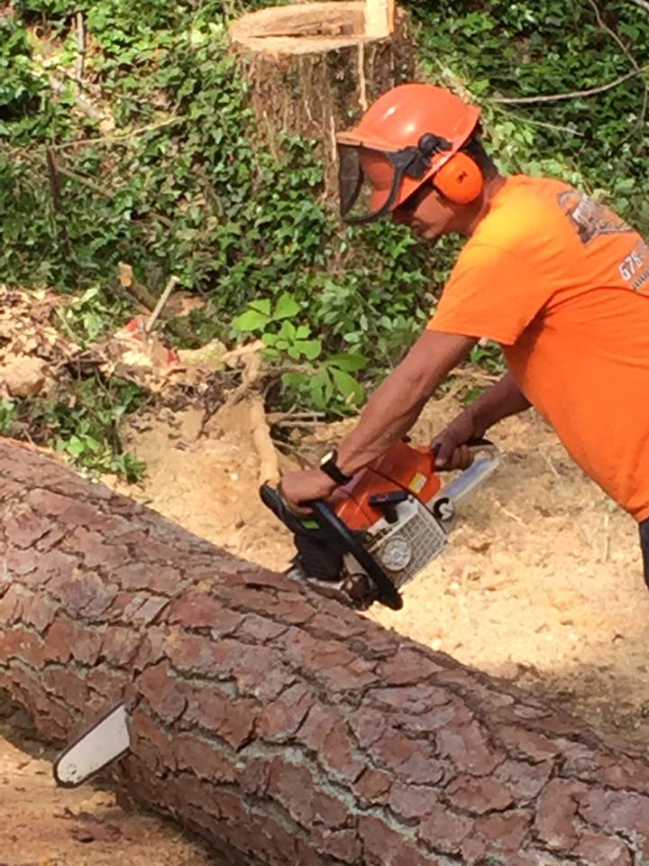 Image for SCS Tree Service with ID of: 1917621