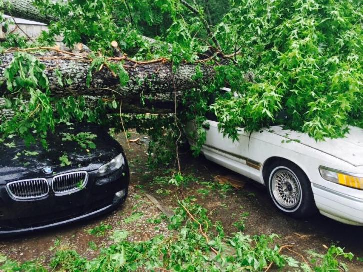 Image for SCS Tree Service with ID of: 1917624