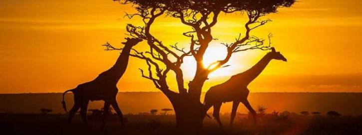 Image for African Sermon Safaris with ID of: 1921568
