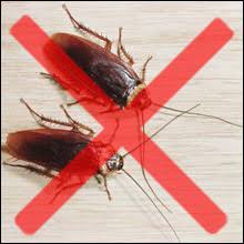 Image for Cockroach Control Guys with ID of: 1922972