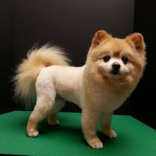 Image for Likeable Pets with ID of: 1923204