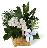 Image for Funeral Flowers Delivery with ID of: 1923984