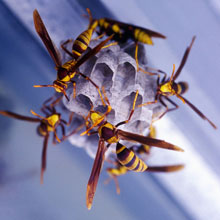 Image for Bee Control Crew with ID of: 1925008