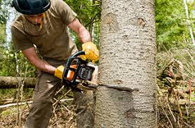 Image for Tree Service Guys with ID of: 1925227