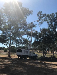 Image for Estates Tree Service with ID of: 1926906