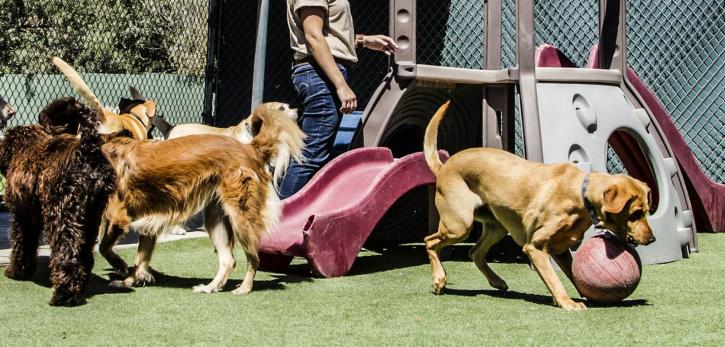 Image for Pet Grooming Cypress TX with ID of: 1927034