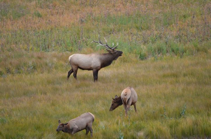 Image for Venture West Ranches with ID of: 1930876