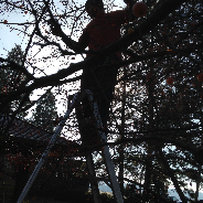 Image for Tree Care, Affordable Tree Service , Tree Trimmer, Stump Grinder , Stump Removal - Spokane, WA with ID of: 1933259