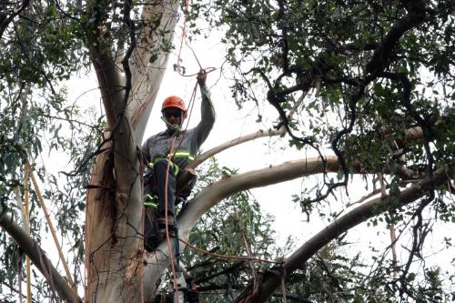 Image for Andersons Tree Care with ID of: 1935907