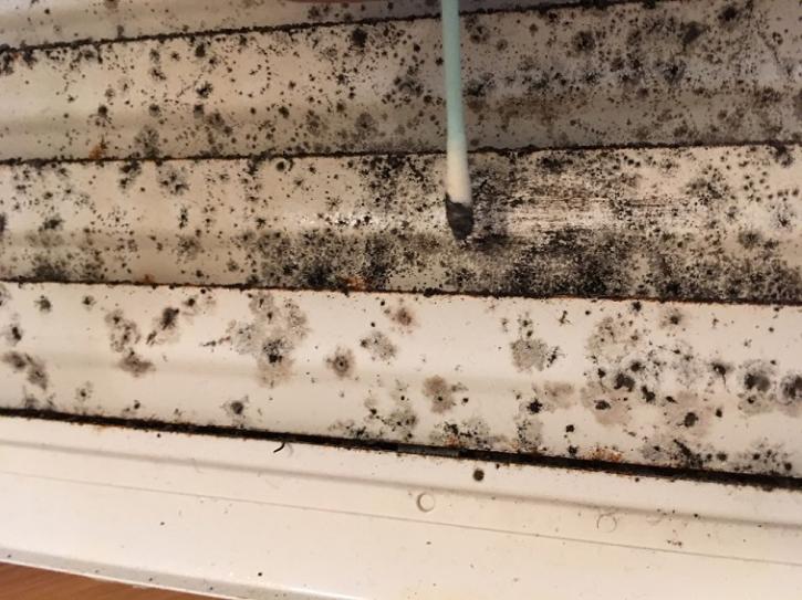 Image for Austin Mold Assessments with ID of: 1942303