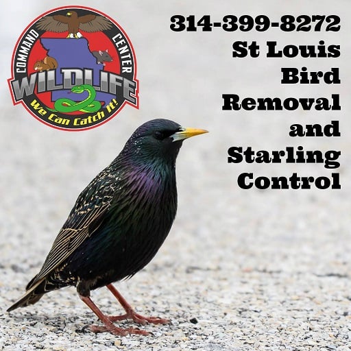 Image for Wildlife Command Center with ID of: 1944468