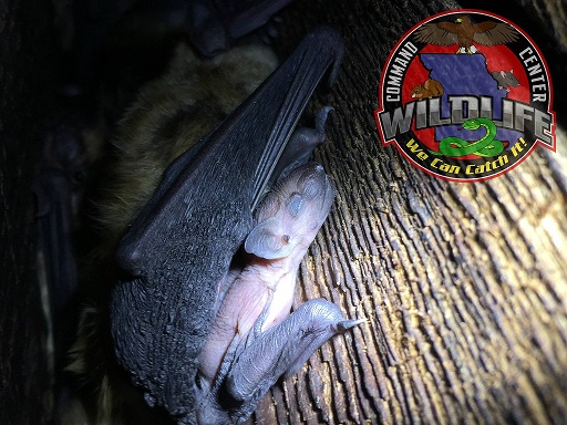 Image for Wildlife Command Center with ID of: 1944470