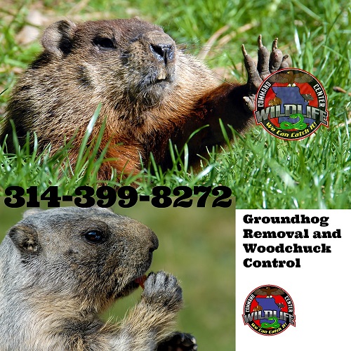 Image for Wildlife Command Center with ID of: 1944471