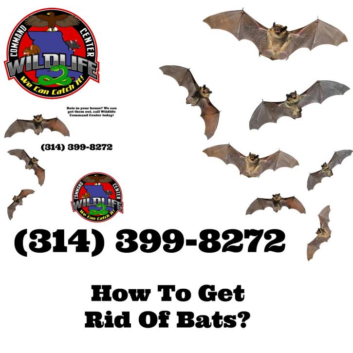Image for Wildlife Command Center with ID of: 1944473