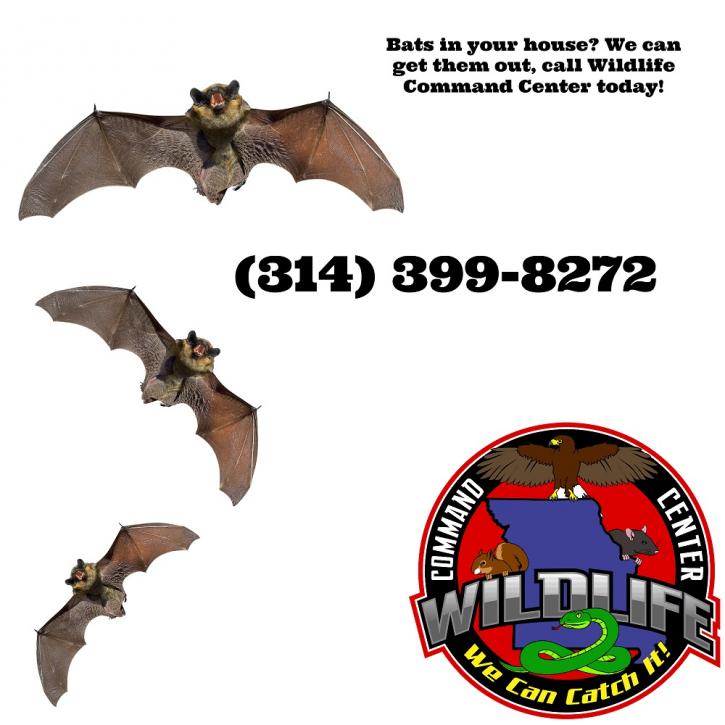 Image for Wildlife Command Center with ID of: 1944475