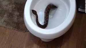 Image for Drain Snake Guys with ID of: 1946363