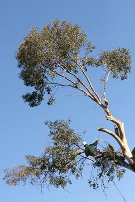Image for Tree Services Atlanta with ID of: 1955577
