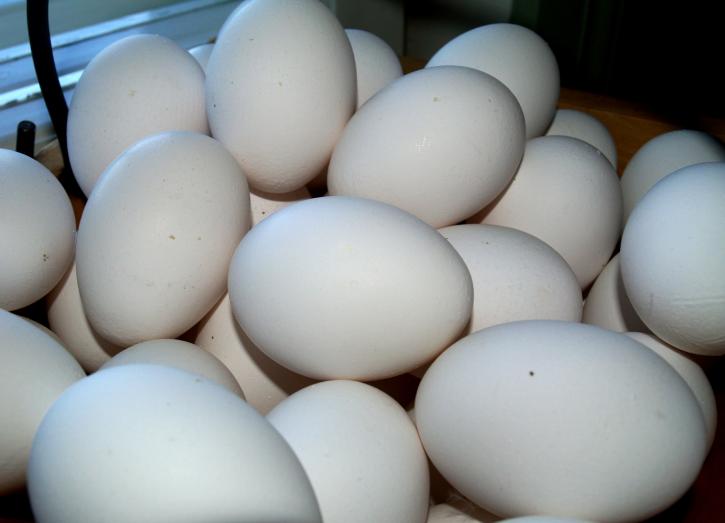 Image for Global Egg Processing Market Explores New Growth Opportunities By 2022 with ID of: 1955678