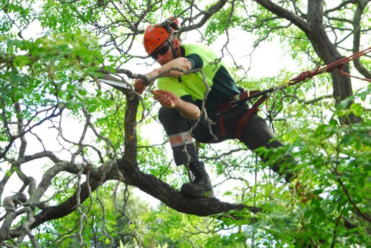 Image for The Weatherhead Tree Service with ID of: 1958173