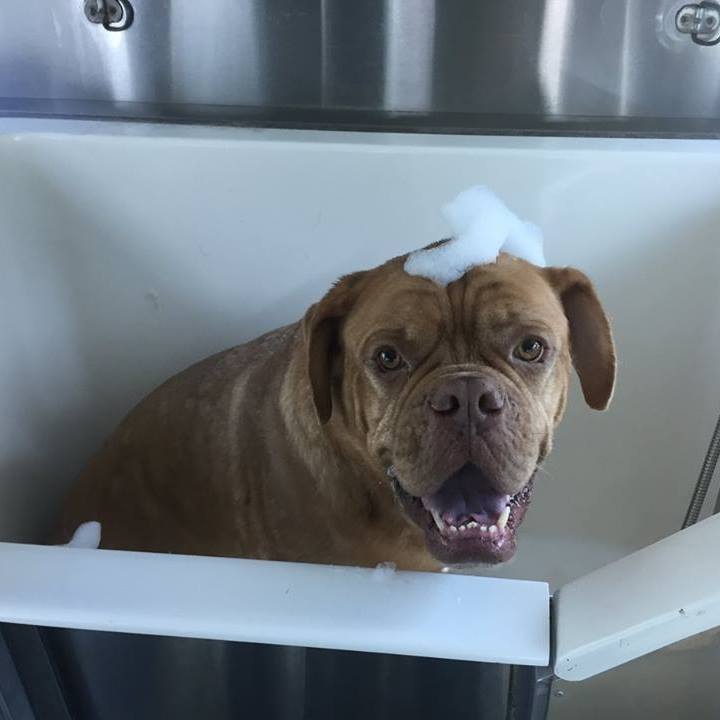 Image for Pawcasso Mobile Grooming LLC with ID of: 1964054