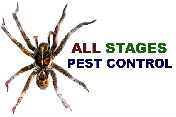 Image for All Stages Pest Control with ID of: 1965873