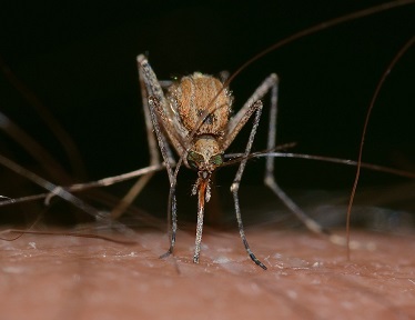 Image for Global Mosquito Market Growth, Analysis and Forecast 2017 - 2022 with ID of: 1966088