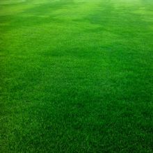 Image for CustomWise Turf & Tree with ID of: 1967661