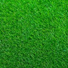 Image for CustomWise Turf & Tree with ID of: 1967663