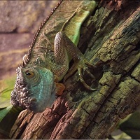 Image for Grant Family Exotics with ID of: 1970267
