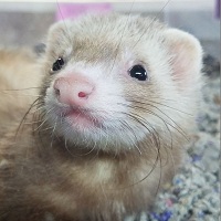 Image for Grant Family Exotics with ID of: 1970280