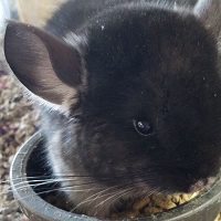 Image for Grant Family Exotics with ID of: 1970281