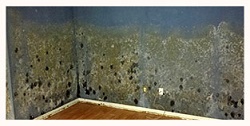 Image for TampaBayMold.net- Wesley Chapel FL with ID of: 1975729