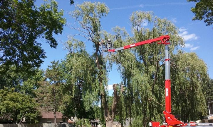 Image for Apple Valley Tree Service with ID of: 1980802