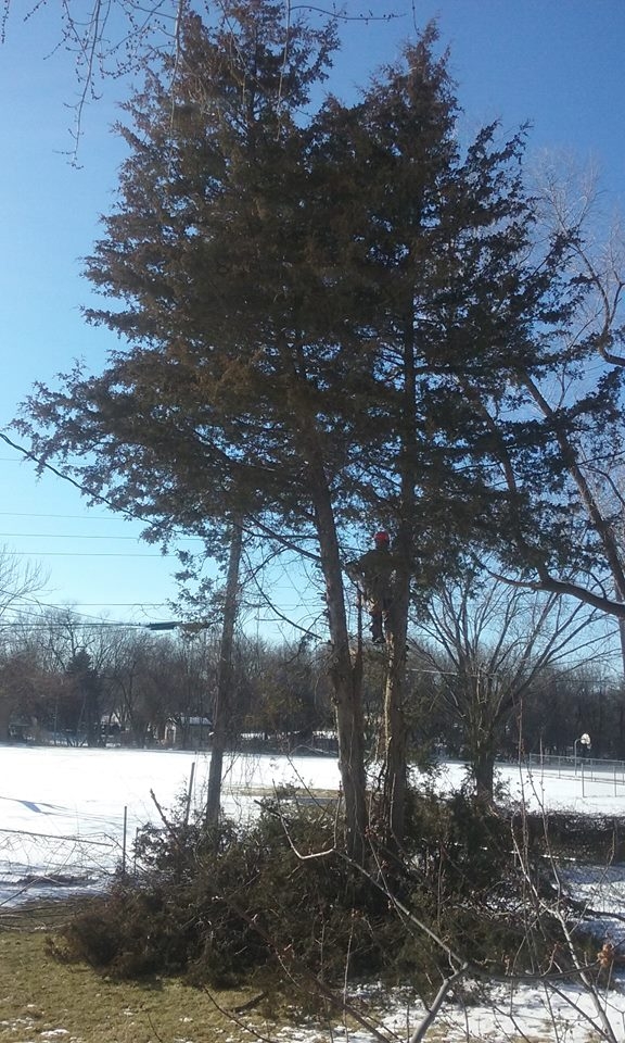 Image for Apple Valley Tree Service with ID of: 1980803