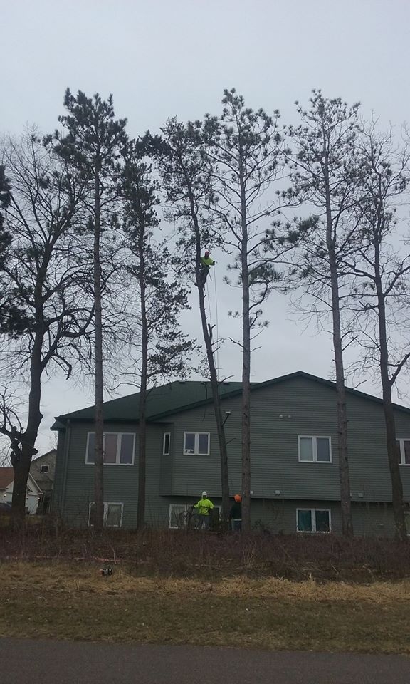 Image for Apple Valley Tree Service with ID of: 1980806
