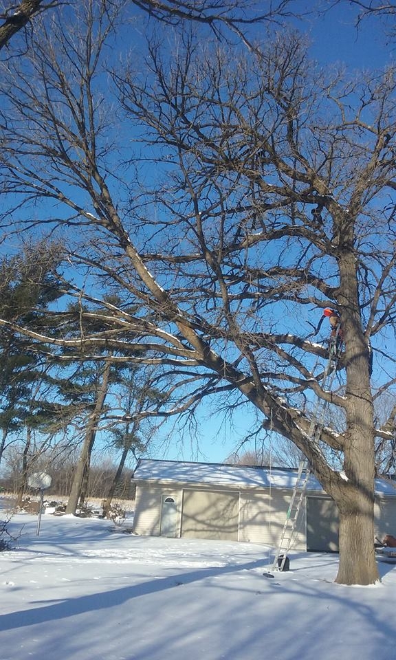 Image for Apple Valley Tree Service with ID of: 1980807