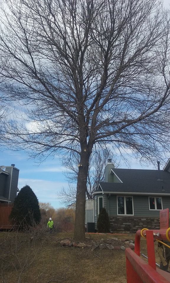 Image for Apple Valley Tree Service with ID of: 1980808