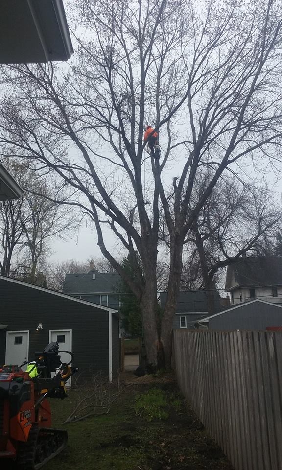 Image for Apple Valley Tree Service with ID of: 1980809