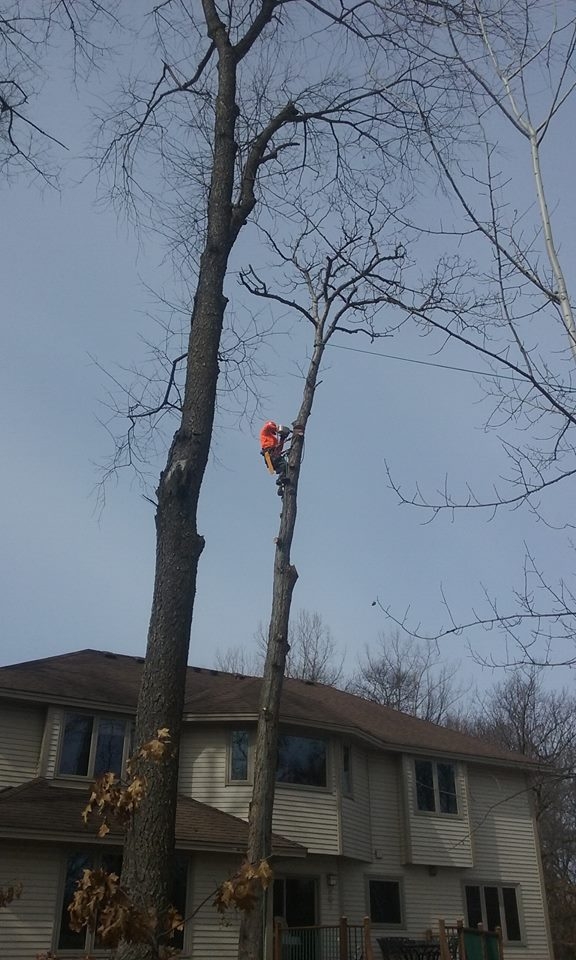 Image for Apple Valley Tree Service with ID of: 1980811